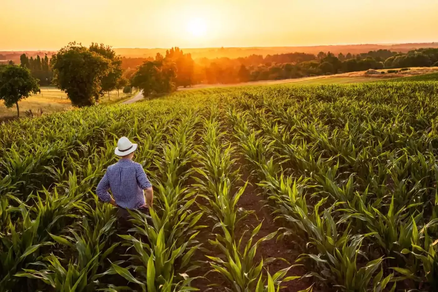 Local Family Farm Case Study