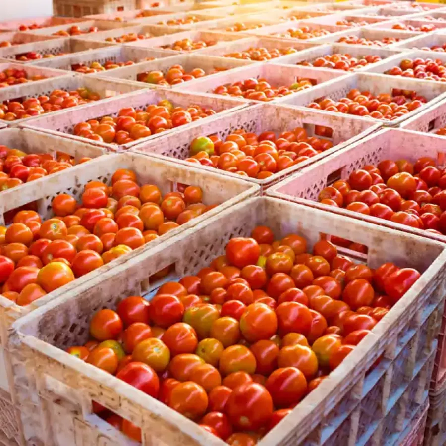 Premium Tomato and Olive Oil Case Study