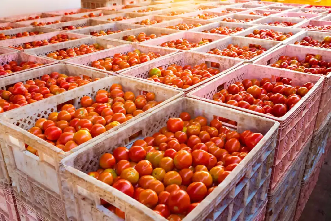 Premium Tomato and Olive Oil Case Study