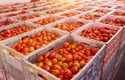 Premium Tomato and Olive Oil Case Study