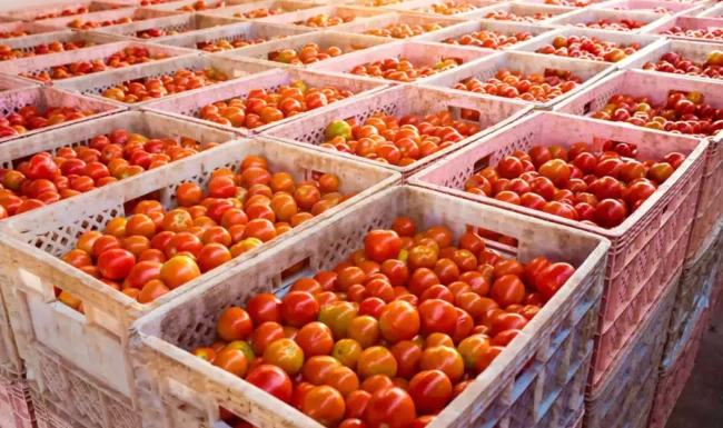 boxes of tomatoes